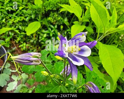 Fleur de columbine violette et blanche fleurit sur un fond flou de feuilles et de tiges vertes -03 Banque D'Images