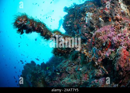 Bunaken Island - Reefscapes Banque D'Images