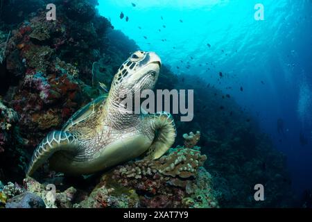 Bunaken Island - Reefscapes Banque D'Images