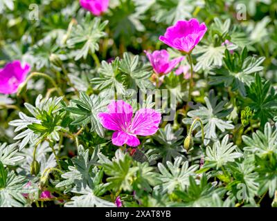 Fleurs roses de Geranium sanguineum John Elsley Banque D'Images