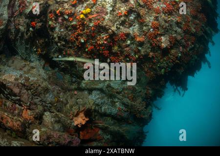 Paysages sous-marins du détroit de Lembeh Banque D'Images