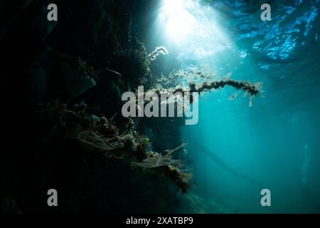 Paysages sous-marins du détroit de Lembeh Banque D'Images