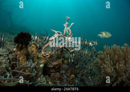 Paysages sous-marins du détroit de Lembeh Banque D'Images