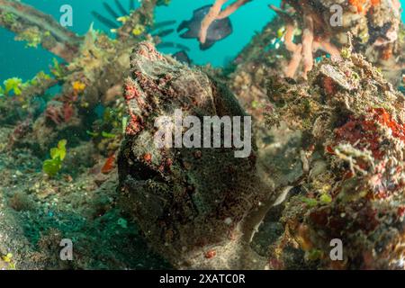 Paysages sous-marins du détroit de Lembeh Banque D'Images