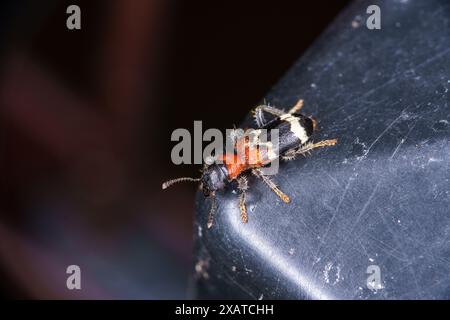 Thanasimus formicarius famille Cleridae genre Thanasimus Ant coléoptère cleridé à ventre rouge européen photographie d'insectes de la nature sauvage, image Banque D'Images