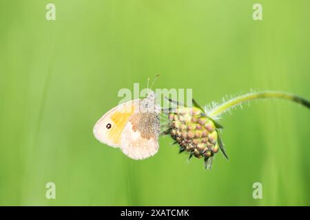 Petit papillon oiseau de prairie assis sur une fleur dans un pré alpin vert, petit insecte de bruyère au printemps, Coenonympha pamphilus Banque D'Images