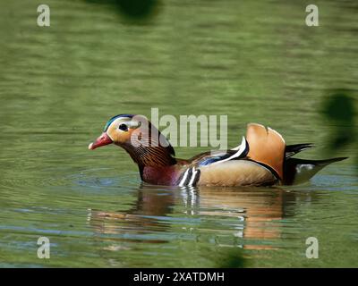 Canard mandarin (Aix galericulata) drake chasse les mouches dansant sur la surface d'un étang boisé par une chaude journée de printemps, forêt de Dean, Glos, Royaume-Uni, mai. Banque D'Images