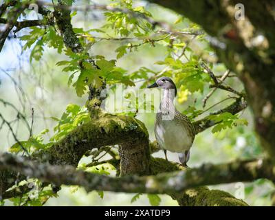 Femelle mandarine (Aix galericulata) perchée sur une branche haute dans un ancien chêne (Querucs robur), forêt de Dean, Gloucestershire, Royaume-Uni, mai. Banque D'Images