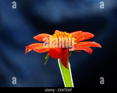 Tournesol mexicain rouge plein de pollen. Gros plan. Banque D'Images