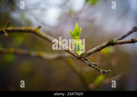 Les premières pousses printanières. L'arrivée du printemps. Réveiller la nature. Photo de haute qualité Banque D'Images