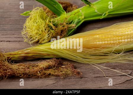 Épi de maïs au stade de croissance des cloques. Remplissage de grain, culture de maïs, concept d'agriculture. Banque D'Images