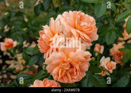 Enfin des fleurs de rose poussant dans le jardin. États-Unis. Banque D'Images