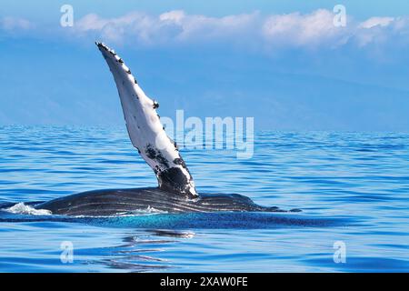 Baleine à bosse agitant sa nageoire pectorale. Banque D'Images