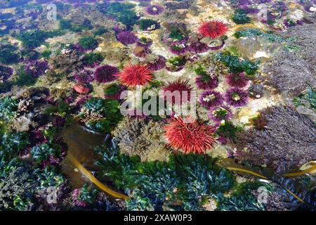 Bassin de marée avec oursins violets à Salt Creek, Puget Sound, Olympic Peninsula, Washington. Strongylocentrotus purpuratus Banque D'Images