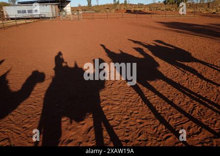 Ombres de chameau sur sable rouge, chênes du désert et herbes indigènes, une balade à dos de chameau dans le territoire du Nord ; Australie Banque D'Images