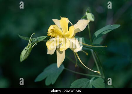 Colonne dorée (Aquilegia chrysantha) Banque D'Images