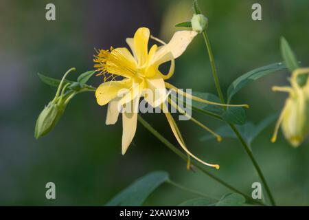 Colonne dorée (Aquilegia chrysantha) Banque D'Images