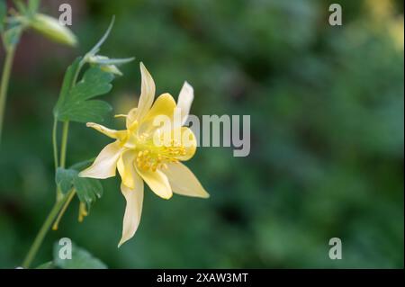 Colonne dorée (Aquilegia chrysantha) Banque D'Images