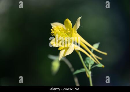 Colonne dorée (Aquilegia chrysantha) Banque D'Images