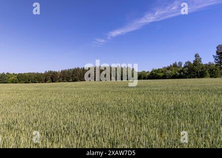 céréales vertes par temps chaud, une nouvelle récolte de blé dans un champ près de la forêt Banque D'Images