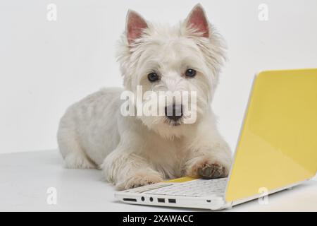 Chien race ouest Highland White terrier, travaillant à un ordinateur Banque D'Images