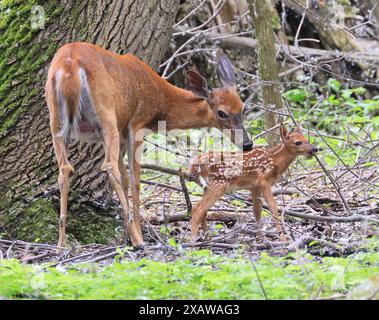Mère de cerf de Virginie et son bébé (Bambi) dans la forêt, Canada Banque D'Images