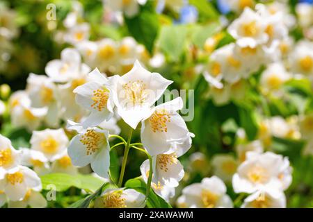 Fleurs de jasmin blanc en lumière du soleil sur un buisson sur un fond flou de verdure de jardin. Mise au point sélective. Banque D'Images