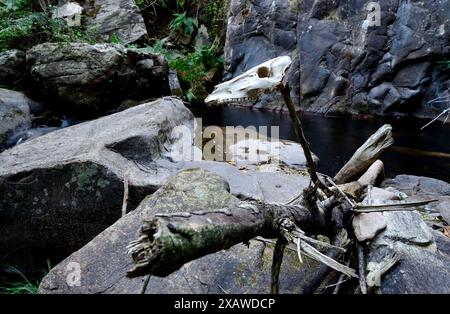 Crâne devant la cascade de Fondos, conseil de Chantada, Lugo, Espagne Banque D'Images