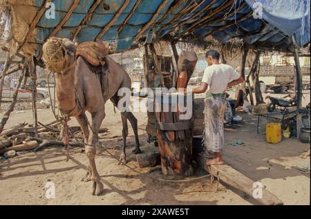 Le dromadaire Camelus dromedarius également connu sous le nom de dromadaire chameau, chameau d'Arabie ou chameau à une bosse, est un grand chameau, du genre Camelus, avec o Banque D'Images