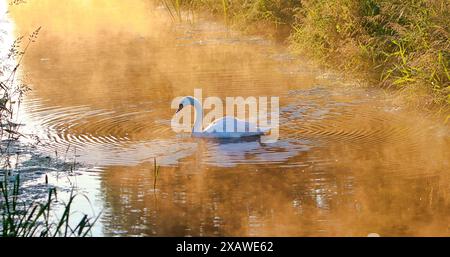 Cygne sur la rivière à l'aube avec des ondulations Banque D'Images