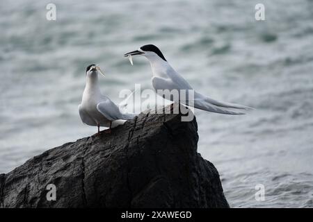 Deux sternes à fronts blancs (Sterna striata) sur la roche côtière à Bluff, Nouvelle-Zélande. Les sternes s'accouplent pour la vie. Banque D'Images