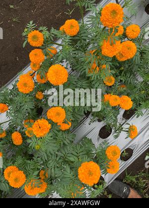 Vue de dessus de fleurs de souci orange vives poussant dans un lit de jardin avec des feuilles vertes et une couverture de paillis en plastique. Banque D'Images
