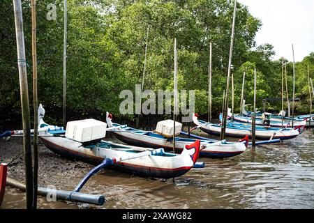 Bateaux de pêche traditionnels aux motifs colorés amarrés dans une zone boueuse de mangrove. Les bateaux ont des boîtes blanches sur eux et sont entourés de t vert luxuriant Banque D'Images