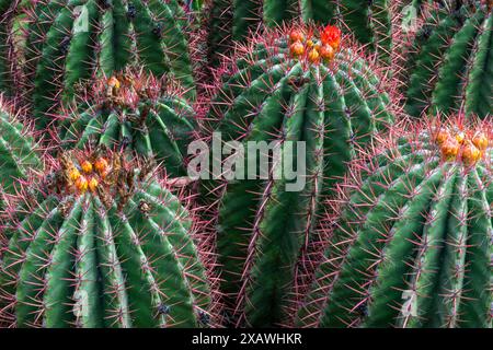 Une vue rapprochée des cactus et dans le pittoresque jardin Anima à Marrakech Banque D'Images