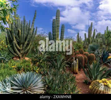 Marrakech, Maroc - 24 mars 2024 : cactus et succulentes de différents types dans le pittoresque jardin Anima à Marrakech Banque D'Images