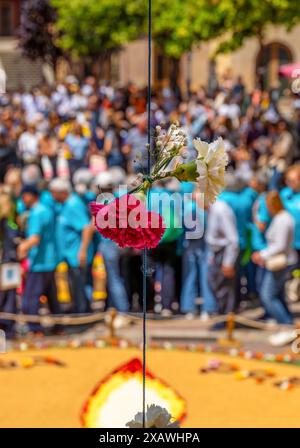 Deux roses rouges et blanches suspendues verticalement à une corde bleue pour la célébration du corpus floral de la Garriga et en arrière-plan un gr culturel Banque D'Images