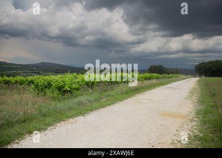 Vignobles en Provence en été par une journée ensoleillée. Banque D'Images