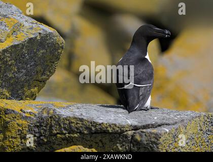 Razorbill (ALCA torda), Îles Shiant, Harris, Îles occidentales, Écosse Banque D'Images