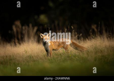 Renard roux dans l'herbe longue Banque D'Images