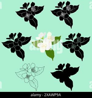 Ensemble de fleurs de jasmin en fleurs. Philadelphus virginal, contour de brindille de jasmin de printemps, silhouette, pochoir, couleur et illustration vectorielle noir et blanc. Illustration de Vecteur