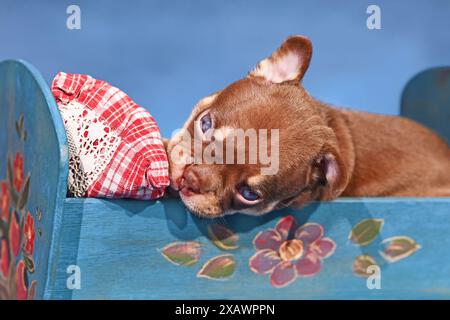 Mocca Orange Tan chien bouledogue français chiot dans le lit devant le fond bleu Banque D'Images