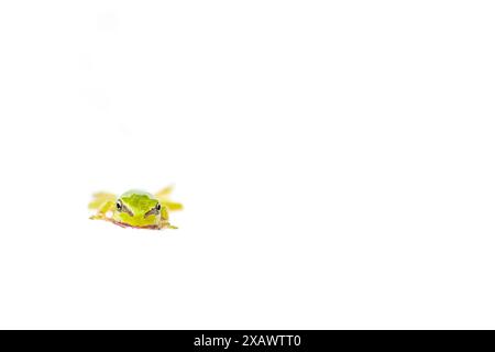 Photographie d'art de grenouille d'arbre européenne sur fond blanc (Hyla arborea) Banque D'Images