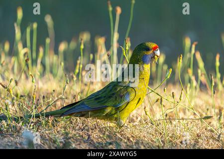 rosella verte (Platycercus caledonicus) se nourrissant de graines d'herbe, Pyengana, Tasmanie Banque D'Images