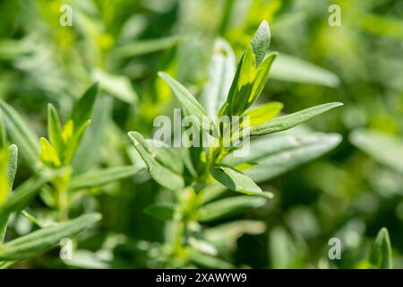 Ysop als Heilpflanze Ysop als Heilpflanze für Naturmedizin und Pflanzenheilkunde *** Hyssop comme plante médicinale Hyssop comme plante médicinale pour natur Banque D'Images