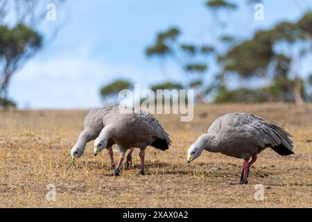 Trois oies barren du Cap (Cereopsis novaehollandiae) pâturant sur l'île Maria, Tasmanie Banque D'Images