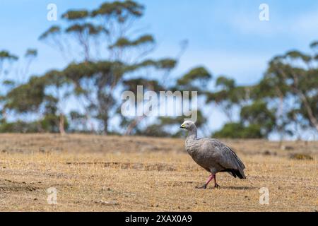 Oies du Cap Barren (Cereopsis novaehollandiae) marchant à flanc de colline, île Maria, Tasmanie Banque D'Images