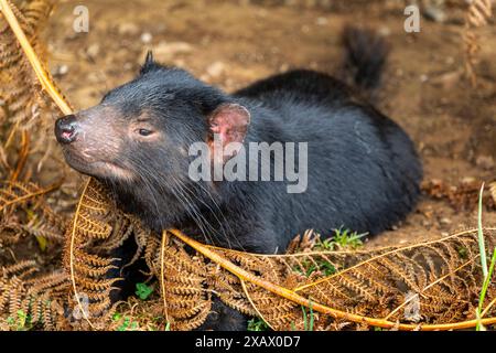 Diable de Tasmanie (Sarcophilus harrisii) reposant parmi les fougères à crochets, Tasmanie Banque D'Images