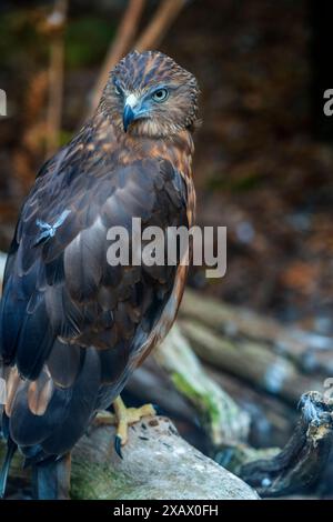 Vue en longueur de Swamp harrier (Circus approximans) Banque D'Images