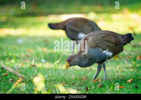 Nativehen de Tasmanie (Tribonyx mortierii) se nourrissant d'herbe, Latrobe, Tasmanie Banque D'Images