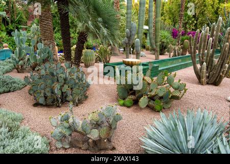 Exotique Cactus Garden Oasis - exposition de plantes du désert. Le jardin Majorelle est connu comme le jardin le plus mystérieux. Marrakech, Maroc. Banque D'Images